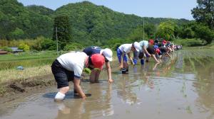 田植え